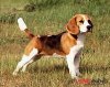 beagle_1.jpg